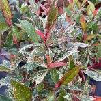 Červienka Fraserova (Photinia × fraseri) ‘LITTLE FENNA’ - výška 15-25, kont. C2L